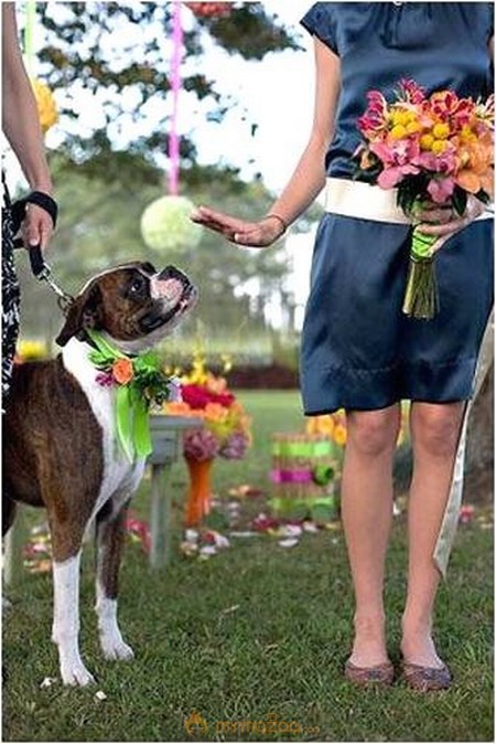 Dog on the Marriage