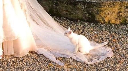 funny cat in the marriage