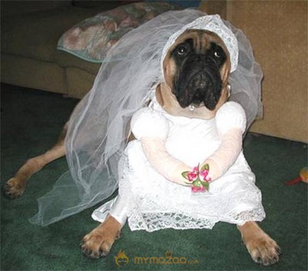Hot Dog Bride