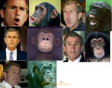 Monkey Vs Bush