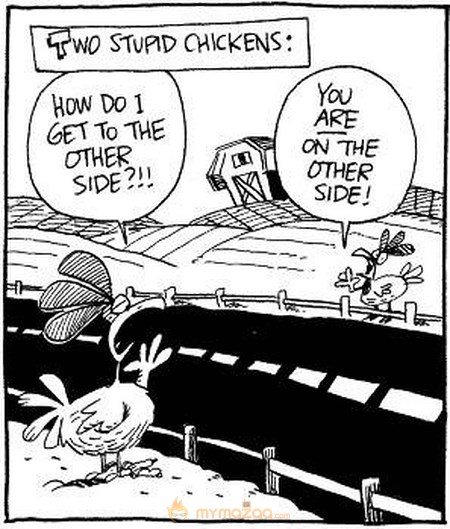 Stupid Chickens
