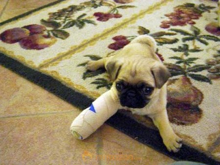 Wounded Dog