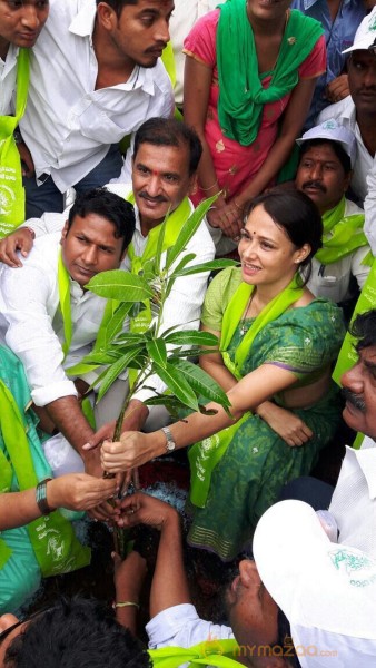 Tollywood Stars great initiative for Haritha Haram in Hyderabad