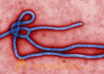 New Ebola cases in single digits for 2nd week, says WHO