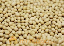 Soy might benefit women with pregnancy diabetes