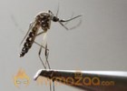 South Africa confirms first case of Zika virus