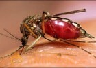 Dengue rules Lahore, kills 4 more