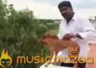 Man throws dog off roof in Chennai