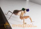 Praying Mantises Given 3D Specs By Scientists