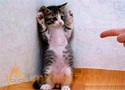 Funny Cat