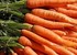 Carrots can help prevent  cancer 