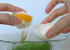 Miracle of Egg for Oily Skin