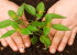 25 Lakh saplings to be planted in Telangana on 11th of July