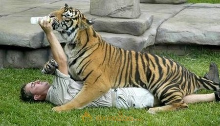 Playing With Tiger