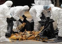 Bird flu researchers agree to 60-day halt 