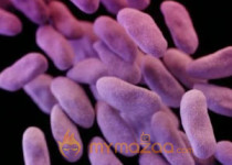 Deadly superbug arrives in US, report says