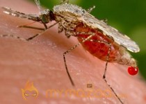 Malaria treatment fails in Cambodia because of drug resistance, researchers say