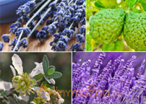 Top 10 Natural Herbs for Anxiety & Stress