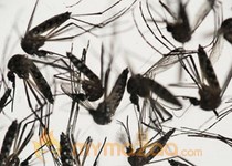 World Health Organization declares global emergency over Zika virus spread