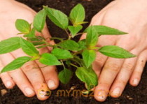25 Lakh saplings to be planted in Telangana on 11th of July