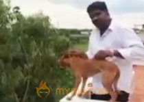 Man throws dog off roof in Chennai