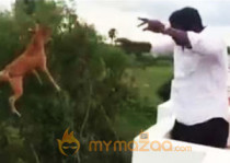 Video Virally Spreading in internet Man throws dog off roof in Chennai