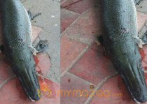 A Fish that resembles a Crocodile!