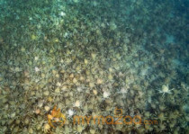 Giant crab horde gathers in Australia