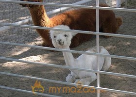 Baby Camel
