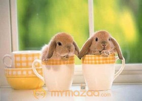 Bunny Cups