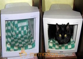 Cat Moniter