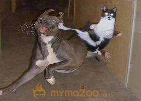 Cat Ninja