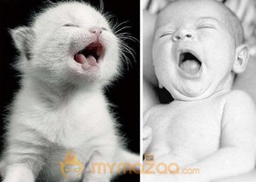 Cat Vs Baby