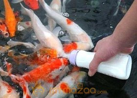 (Cat)Fish 