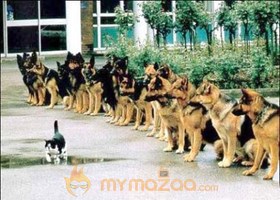 Chief Guest