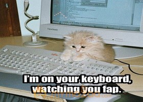 Cute Cat
