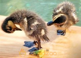 Duck Playing