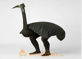 Funny Animal Ostrich