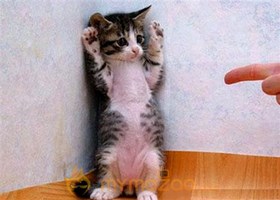 Funny Cat