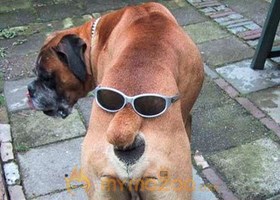 Funny Dog