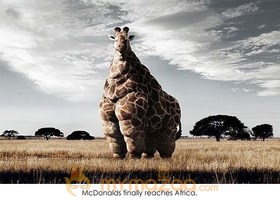 Giraffe In Diet