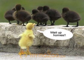 Guiding Chick