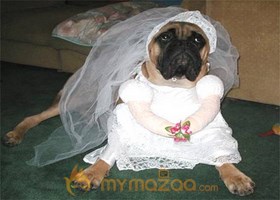 Hot Dog Bride
