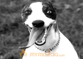 Irritating Dog