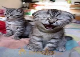 Kidding Cat