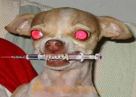 Killer Dog