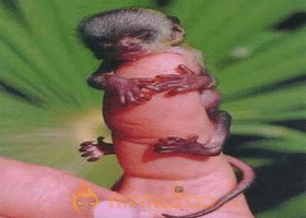 Little Monkey