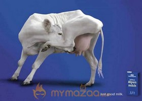 Milking cow