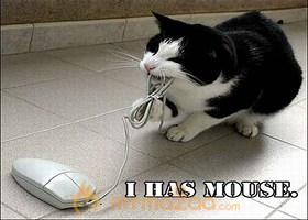 Mouse Hunting