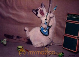 Music Lover